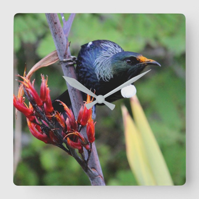 Iconic NZ Tui bird Square Wall Clock (Front)