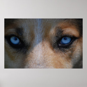 Icy Blue Canine Eyes Poster