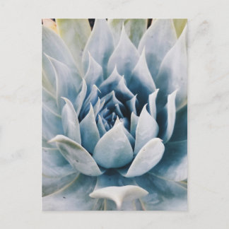 Icy blue succulent postcard