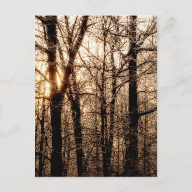 Icy Braches at Sunset Postcard (Front)
