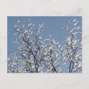 Icy Branches in Winter Blue Sky Postcard