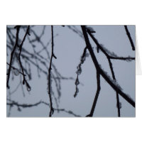 Icy Branches Winter Nature Photography