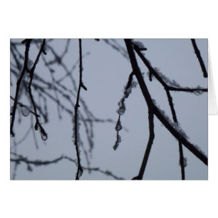 Icy Branches Winter Nature Photography