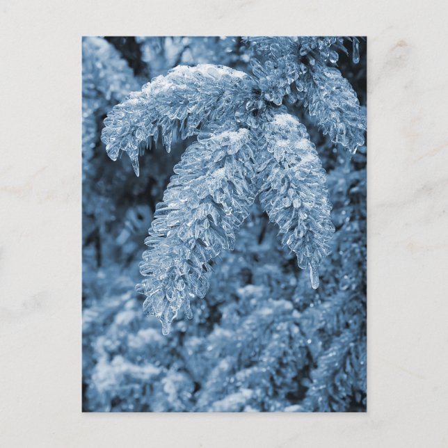 Icy Pine Postcard (Front)