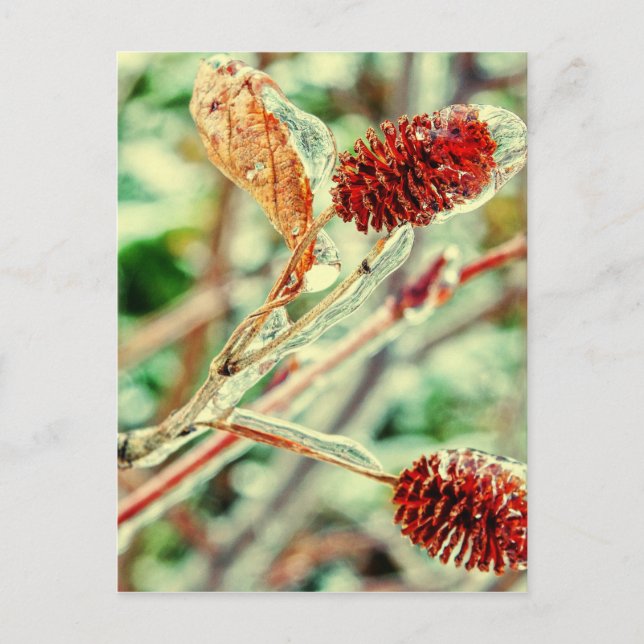 Icy Postcard (Front)