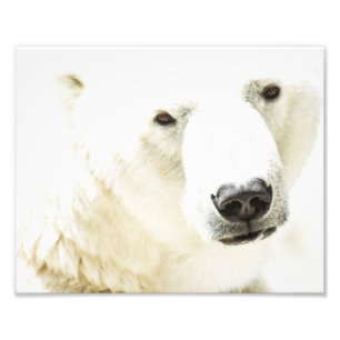 Icy stare of a polar bear photo print