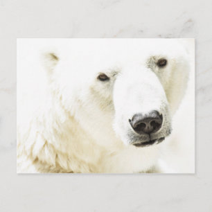 Icy stare of a polar bear postcard