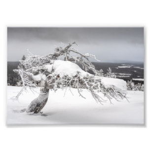 Icy twisted pine tree photo print