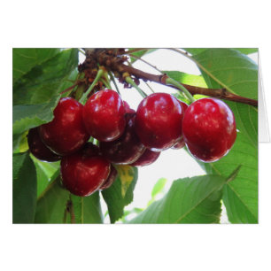 Idaho Cherries