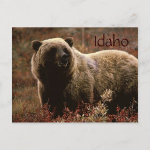 Idaho grizzly bear postcard