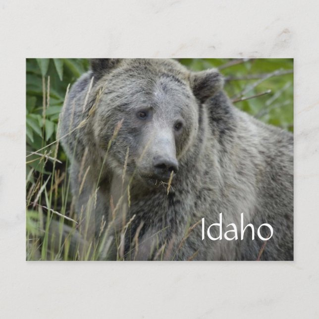 Idaho grizzly bear postcard (Front)