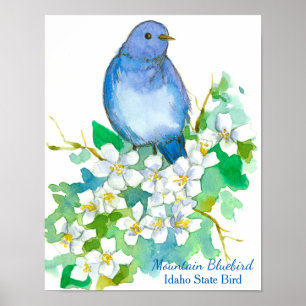 Idaho State Bird Mountain Bluebird Poster