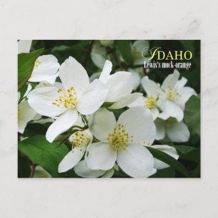 Idaho State Flower: Lewis's mock-orange Postcard