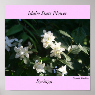 Idaho State Flower, the Syringa Poster