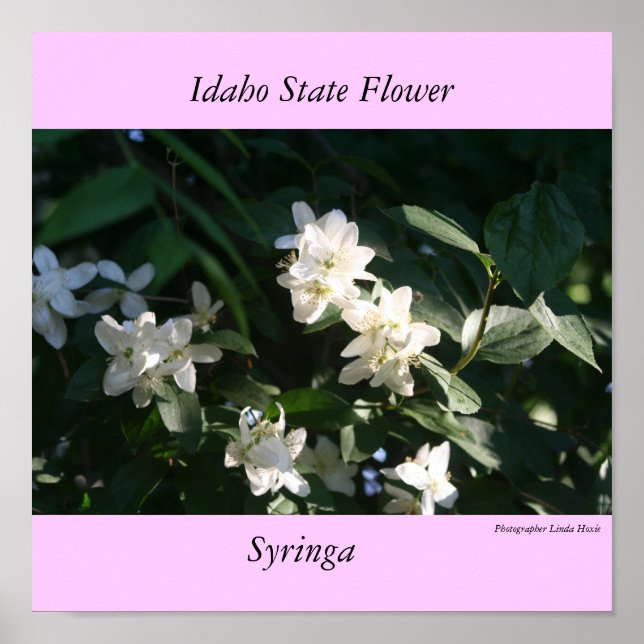 Idaho State Flower, the Syringa Poster (Front)