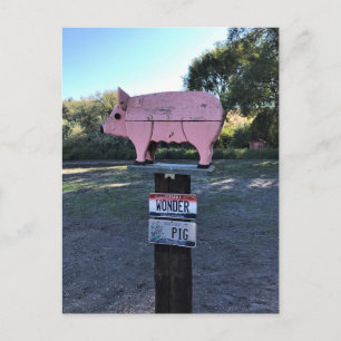 Idaho Wonder Pig, Funny Postcard