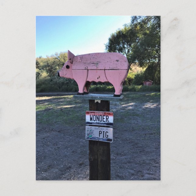 Idaho Wonder Pig, Funny Postcard (Front)