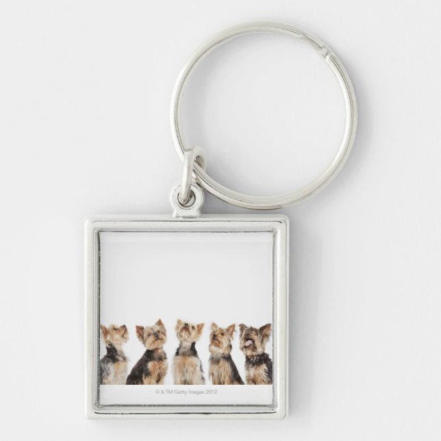 Identical dogs sitting together key ring (Front)