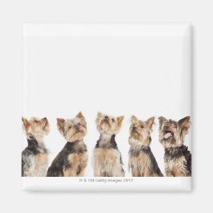 Identical dogs sitting together magnet