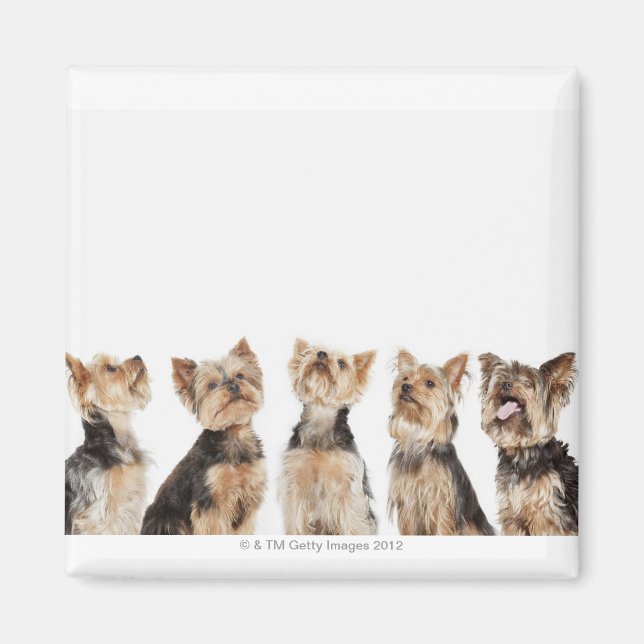 Identical dogs sitting together magnet (Front)