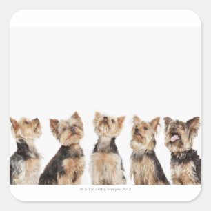 Identical dogs sitting together square sticker
