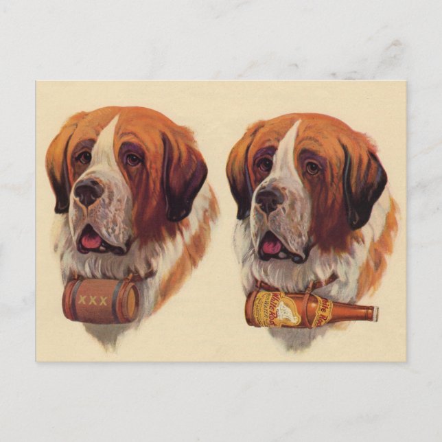 identical twin St. Bernard dogs Postcard (Front)