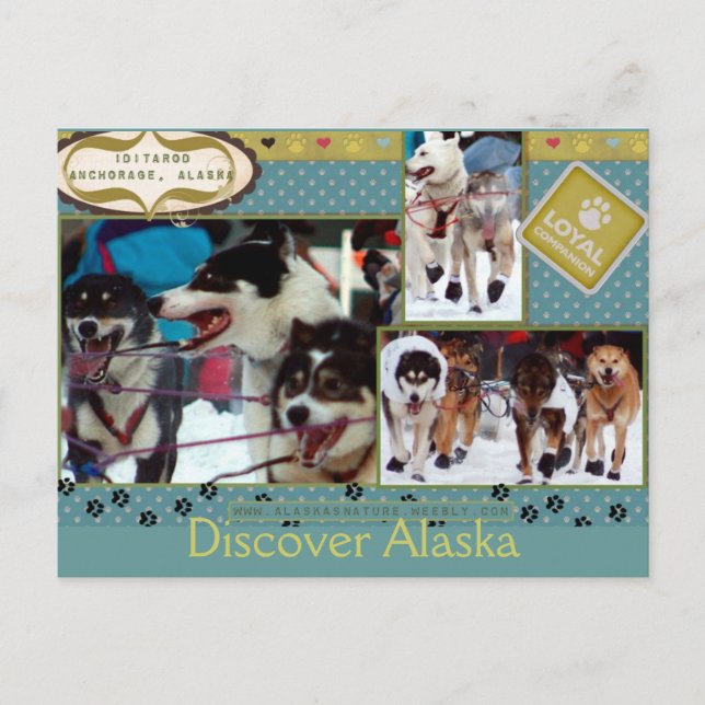Iditarod Loyal Companions Postcard (Front)
