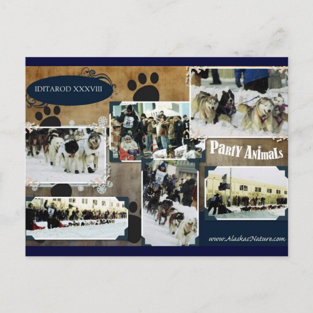 Iditarod  Postcard (Front)