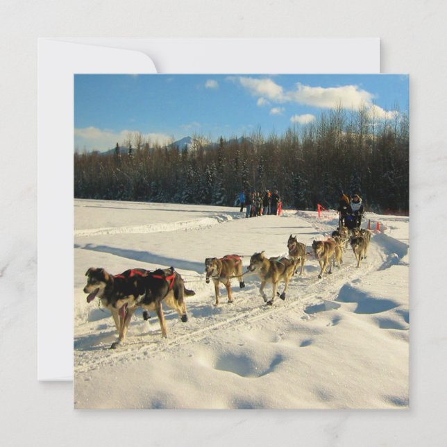Iditarod Trail Sled Dog Race Invitation (Front)