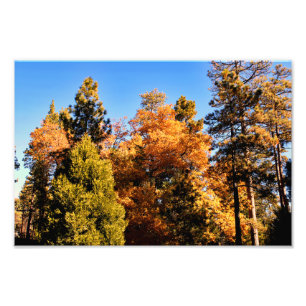 Idyllwild - Pine Cove Photo Print