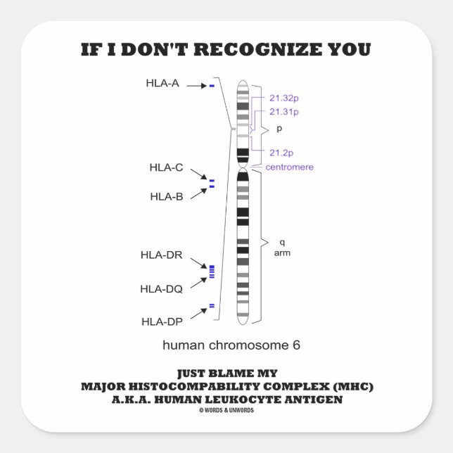 If I Don't Recognise You Just Blame My MHC Biology Square Sticker (Front)
