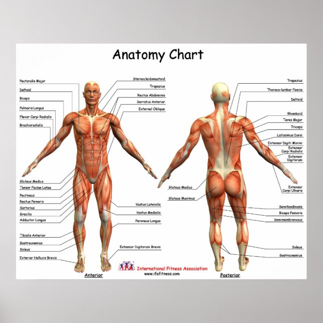 IFA Anatomy Chart (Front)