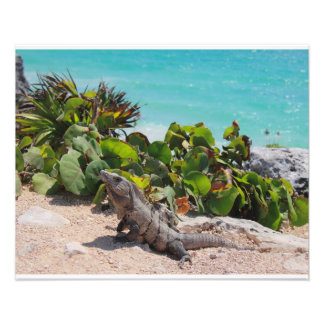 Iguana and turquoise sea photo print