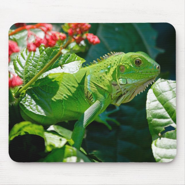 Iguana, Animal, Nature Mouse Pad (Front)