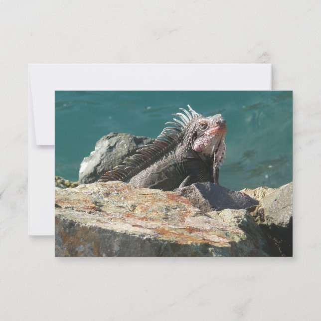 Iguana at St. Thomas (Front)