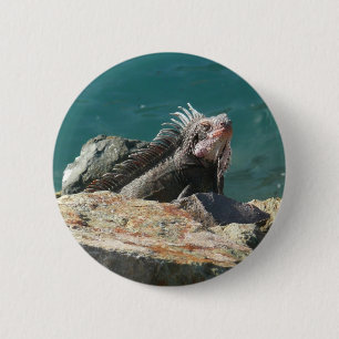 Iguana at St. Thomas 6 Cm Round Badge