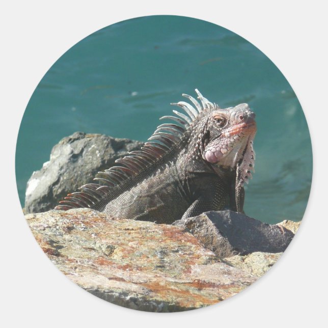 Iguana at St. Thomas Classic Round Sticker (Front)
