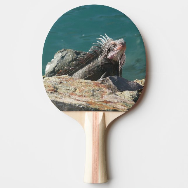 Iguana at St. Thomas Ping Pong Paddle (Front)