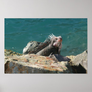 Iguana at St. Thomas Poster