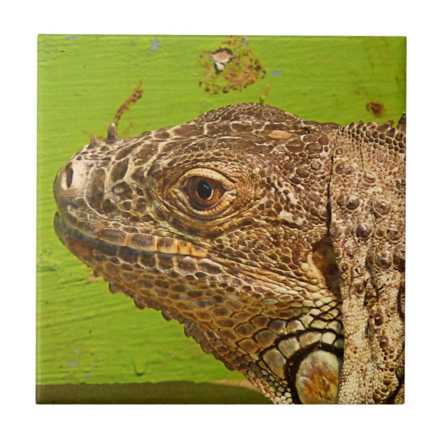 IGUANA CERAMIC TILE (Front)