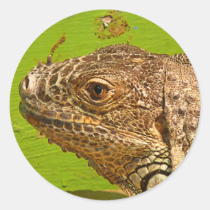 IGUANA CLASSIC ROUND STICKER