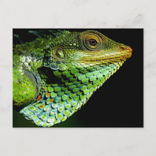 Iguana Close-up Photo Postcard
