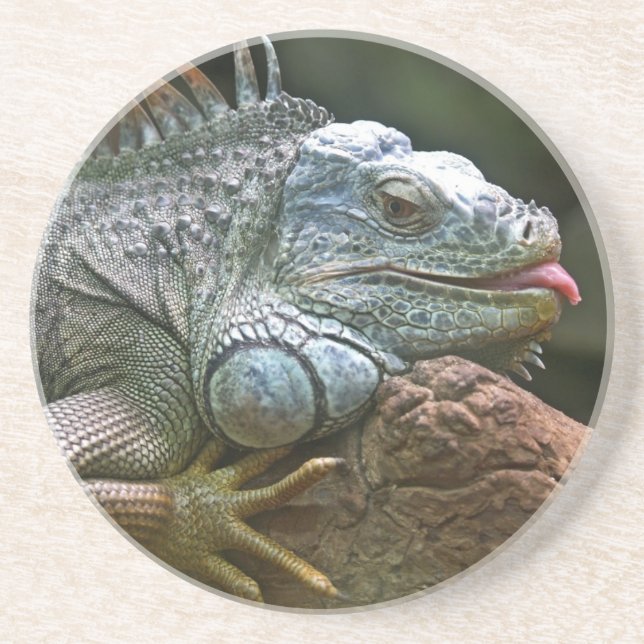Iguana coaster (Front)