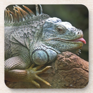 Iguana coasters