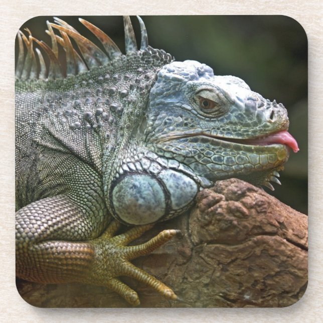 Iguana coasters (Front)
