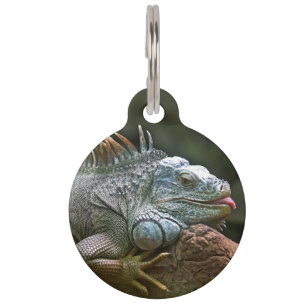 Iguana custom pet tag