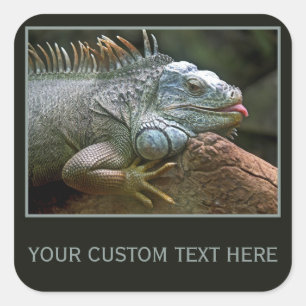 Iguana custom stickers