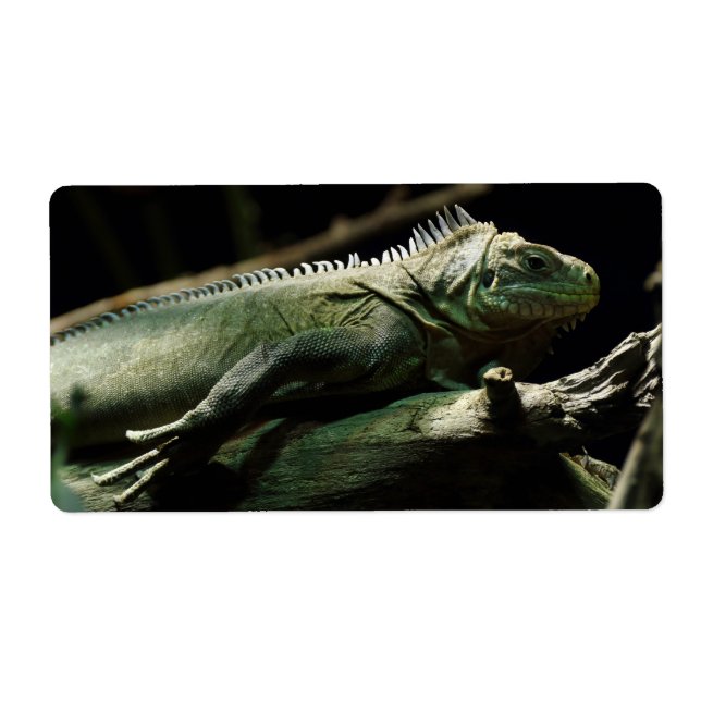 Iguana delicatissima (Front)