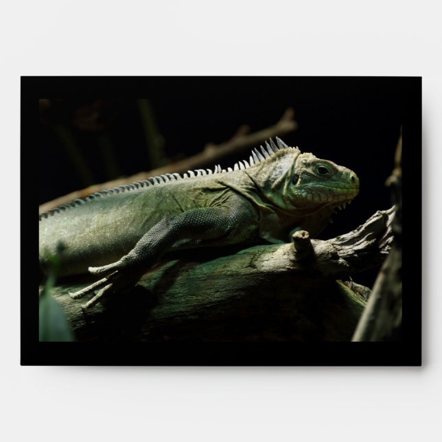Iguana delicatissima envelopes (Front)