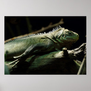 Iguana delicatissima poster